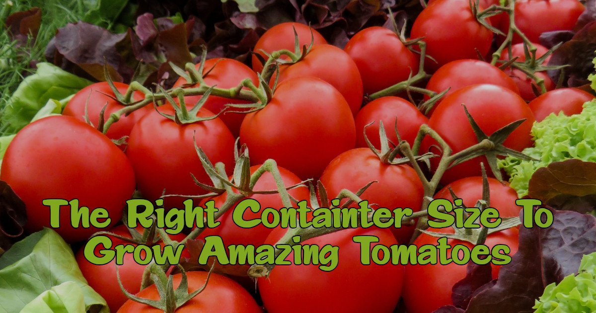 Urban Gardening Tips What Pot Size For Tomatoes?