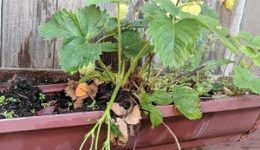 gardening in gutters