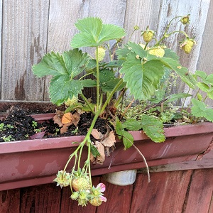 gardening in gutters