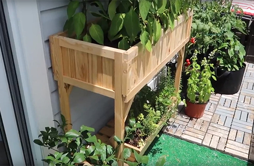 Tour of Jindy's balcony garden