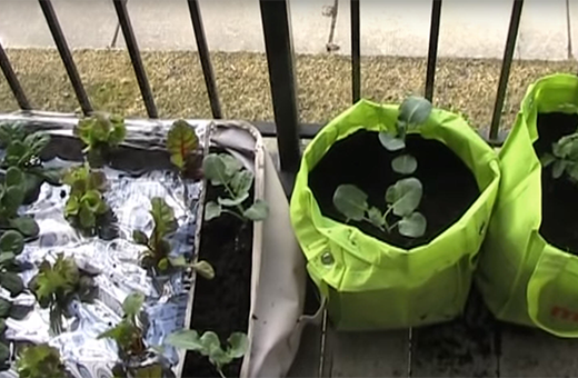 Balcony garden