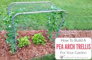 electrical conduit pea trellis instructions