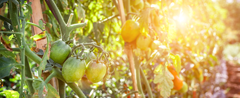 Growing tomatoes in containers
