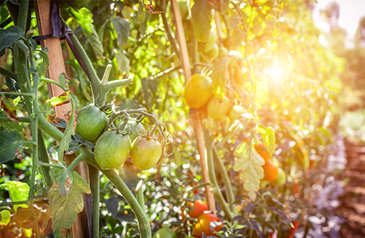 Growing tomatoes in containers