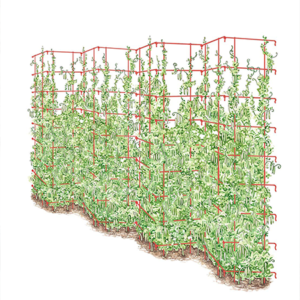 pre-made trellises for peas and other climbing plants