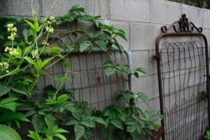 Old gates as trellises for peas and other plants. 