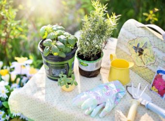 picking the right depth of containers for growing herbs
