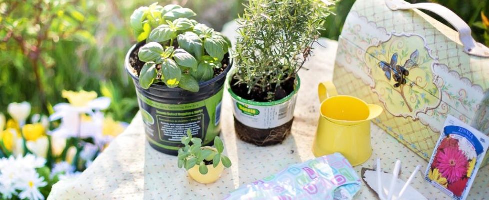 picking the right depth of containers for growing herbs