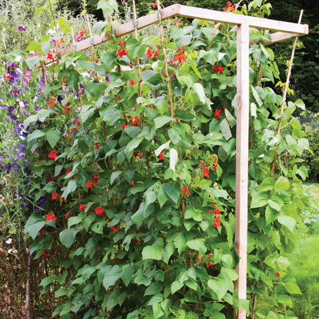 Splayed trellis support for peas and beans. 