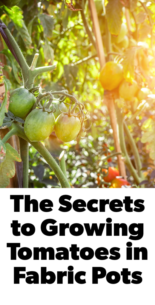 The secrets to growing tomatoes in fabric pots