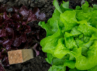 Growing lettuce in containers