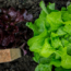 Growing lettuce in containers