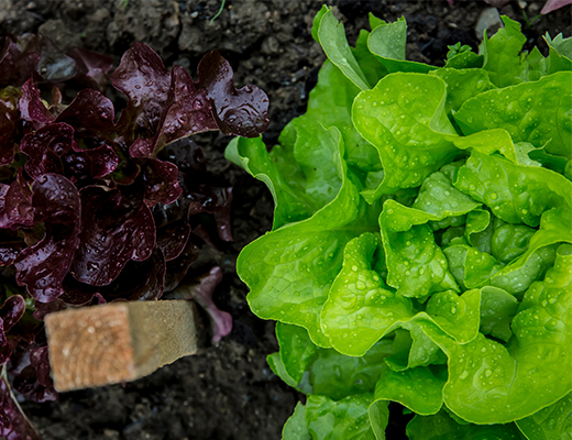 Lettuce is easy to grow indoors