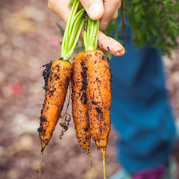 Grow carrots indoors for year round harvests