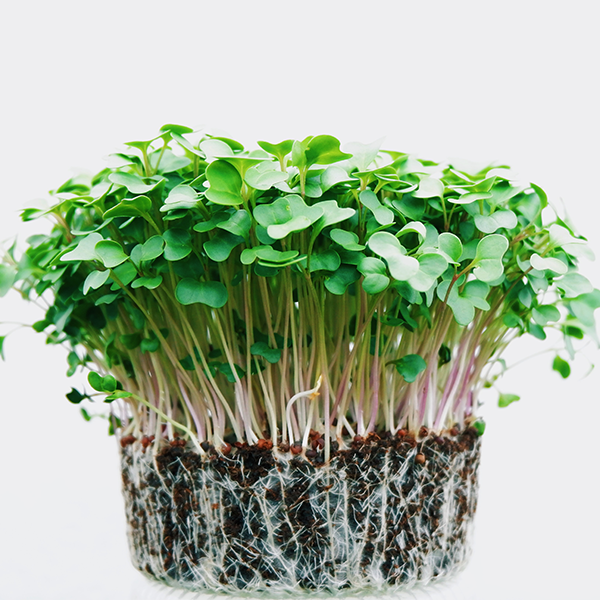 MicroGreens are great for gardening indoors