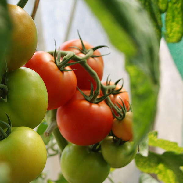 Growing tomato plants indoors