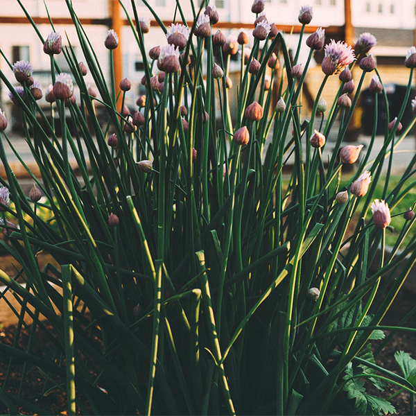 Chives are super easy to grow indoors year round