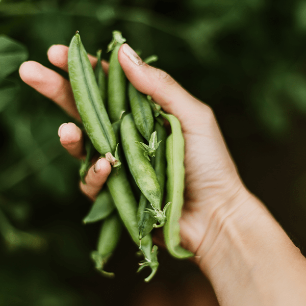 Peas are great for growing indoors
