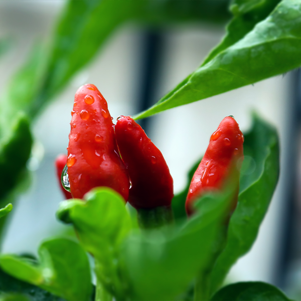 You can grow hot peppers indoors in an apartment