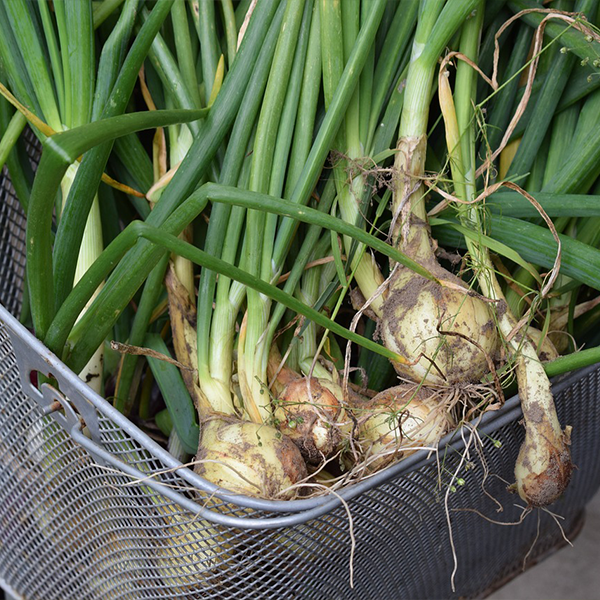 Scallions or green onions are great to grow indoors.