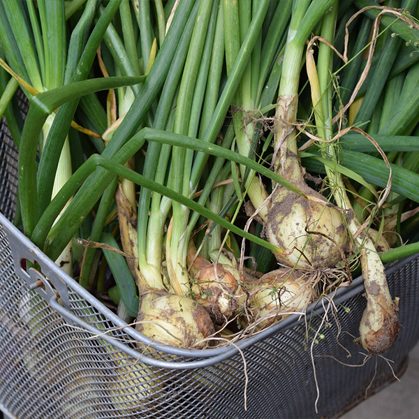 Scallions or green onions are great to grow indoors. 