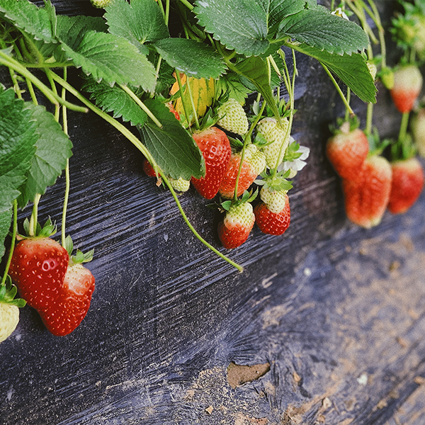 Strawberries are great for indoor gardening in an apartment