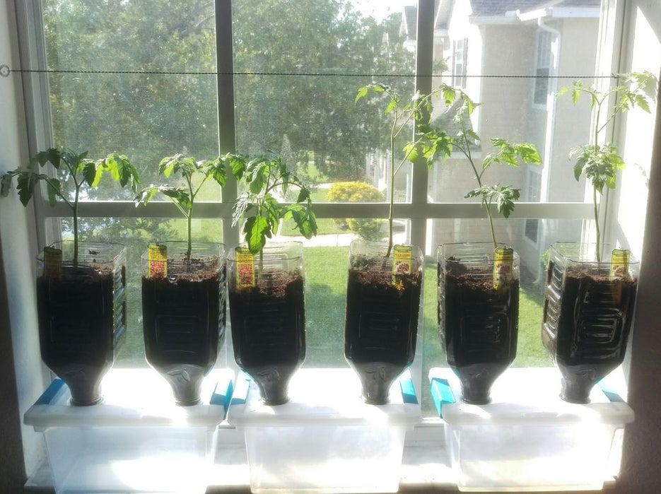 Tomatoes growing in a windowsill garden.