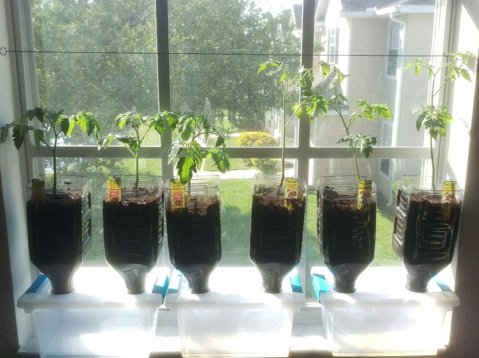 Tomatoes growing in a windowsill garden. 