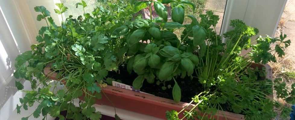 indoor gardening