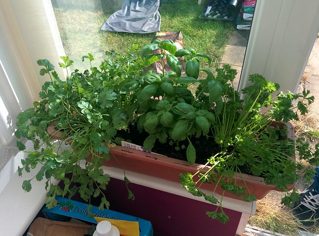 Basic windowsill herb garden for gardening in an apartment with no patio