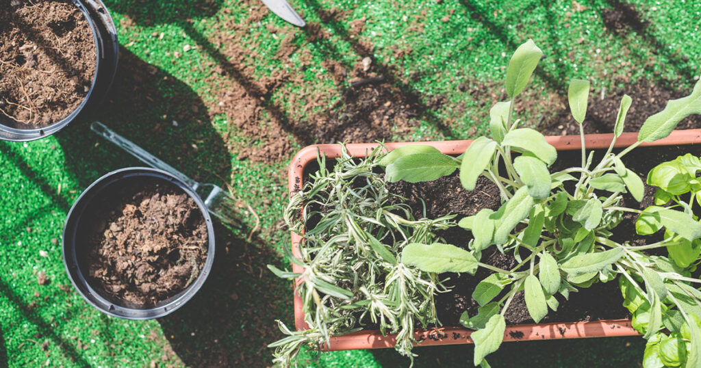 Choosing the best pot and planting style for growing basil on a patio