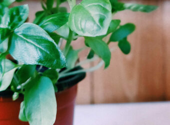 How to grow basil in a pot
