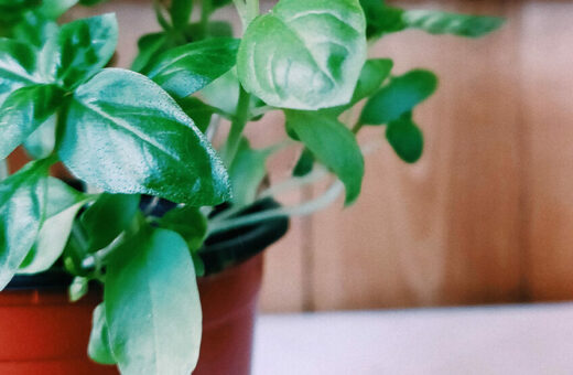 How to grow basil in a pot