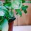 How to grow basil in a pot