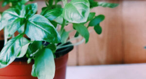 How to grow basil in a pot