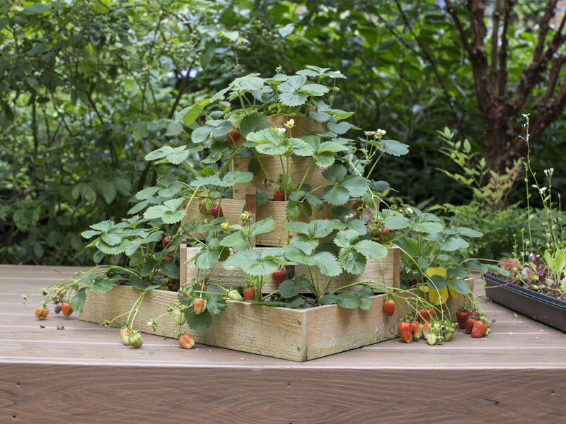 tabletop strawberry pyramid