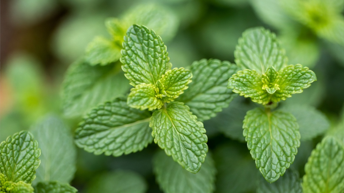 mint plants should not go in the same bed as your rosemary
