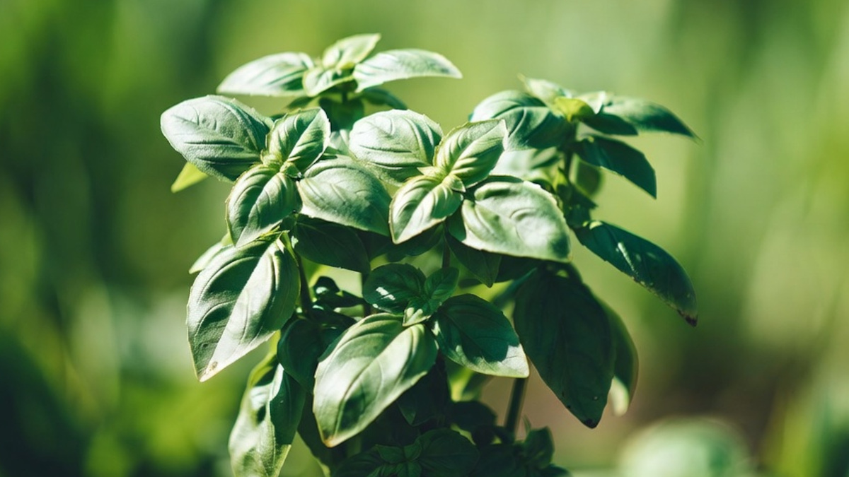 basil plants do not belong in the same bed as a rosemary bush