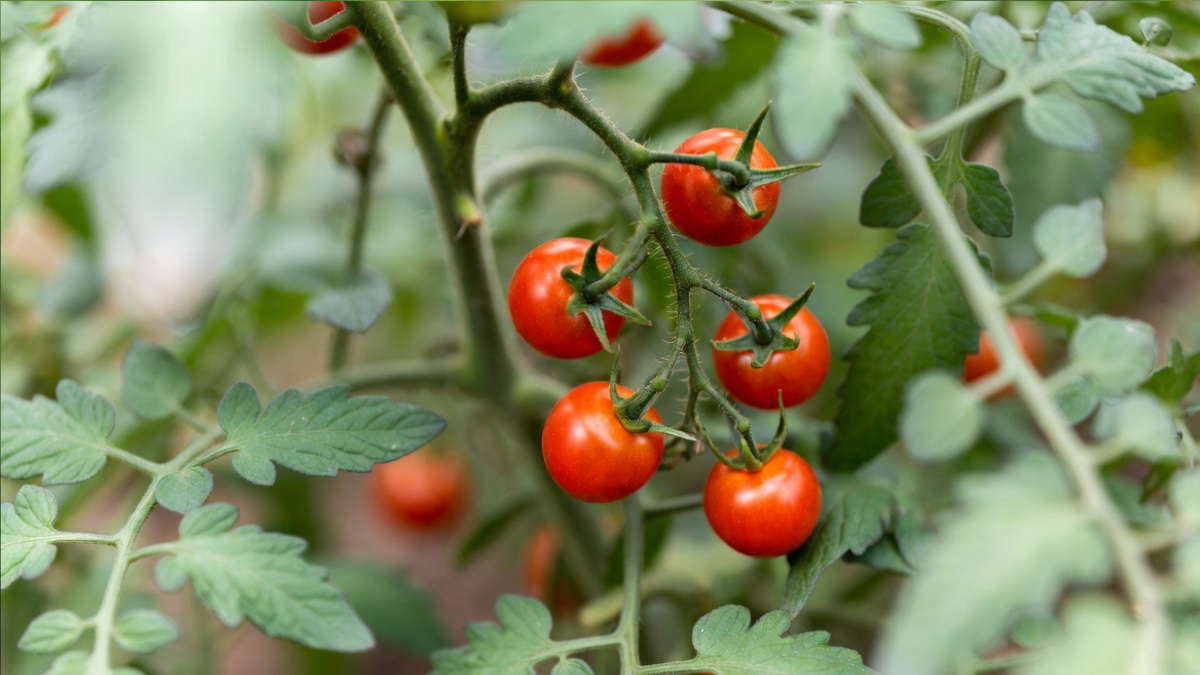 cherry tomatoes do not go with your roselmarry