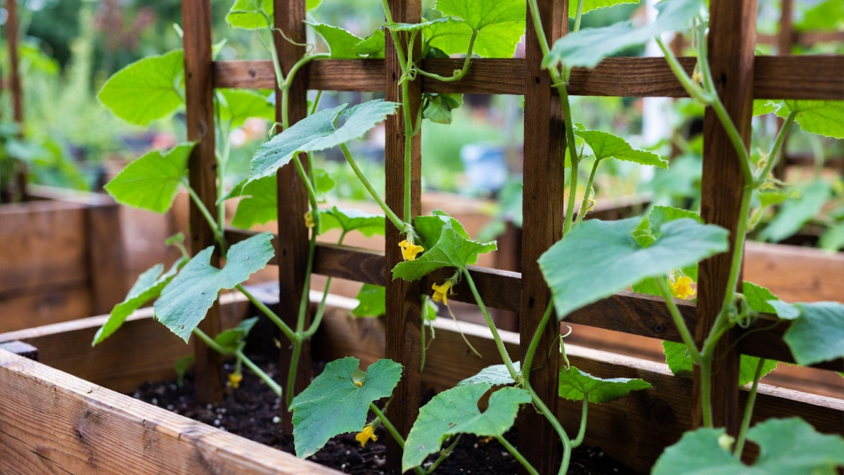 do not grow cucumber in the same bed as your rosemary