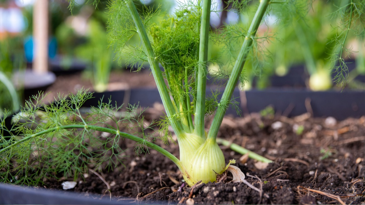 Fennel plants should not go in the same bed as your rosemary